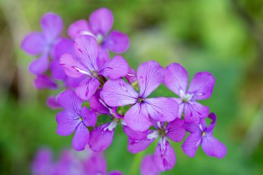 Geleneksel dürüstlük, Lunaria annua bahar menekşe çiçekleri seçici odaklanma