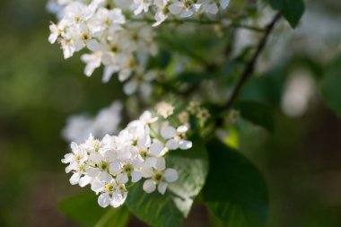 Çiçekli bahar Prunus padus (kuş kirazı) yakın plan seçici odak