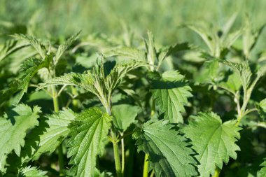 Urtica dioica, Isırgan otu iğnesi yeşil yapraklar yakın seçici odaklanma