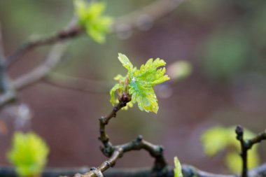 pedunculate meşe yaprakları yakın çekim seçici odak