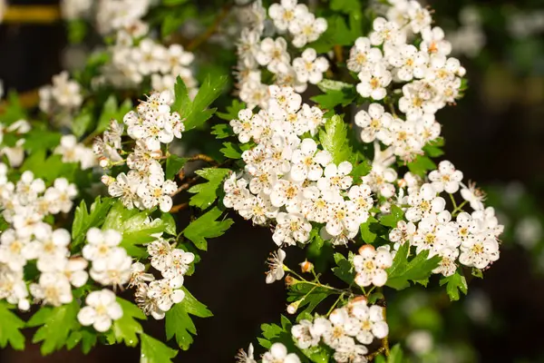 Yaygın dikenli çiçekler seçici odak noktalarını kapatır