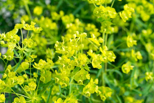yeşil cypres spurge çiçekleri kapalı seçici odak