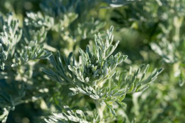 Yaygın pelin otu yaprakları yakın çekim seçici odak noktası