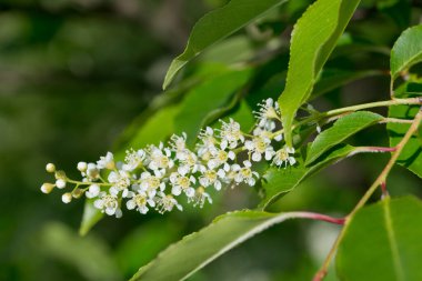 yabani siyah kiraz çiçekleri dal üzerinde