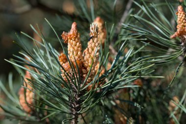Çam baharı erkek çiçekleri ve koniler yakın çekim seçici odak