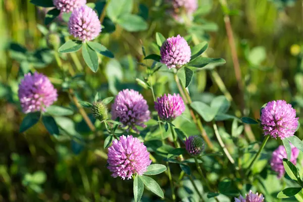 kırmızı yonca ilkbahar çayırı çiçekleri 