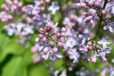 Yaygın leylak çiçekleri seçici odak noktasını kapatır 