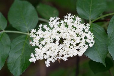 Siyah mürver çiçekleri seçici odak noktasını kapatır 