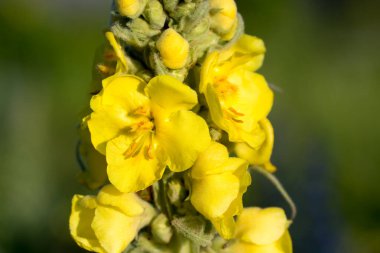 Sık rastlanan sarı çiçekleri yakın plan 