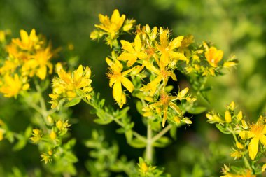 St. John otunu delin, sarı çayır çiçekleri seçici odaklanın.