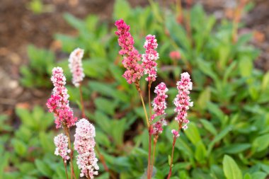Çokgonum, yabani otlar pembe çiçekler seçici odaklanma