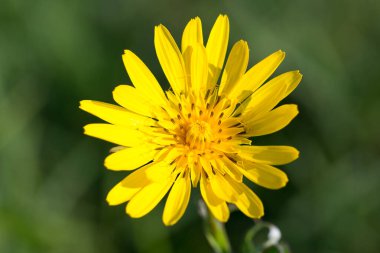 Çayır sarı çiçeği tuzlasın