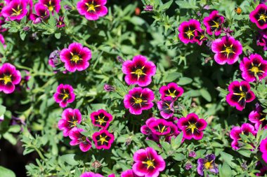 Mor yaz bahçesi çiçekleri seçici odak noktalarını kapatır