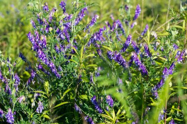 Vicia villosa, kıllı vetch veadow çiçekleri seçici odaklanma