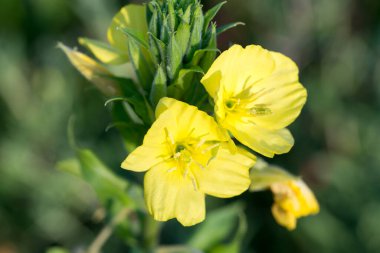 Yaygın akşam çiçeği çayır çiçekleri yakın plan