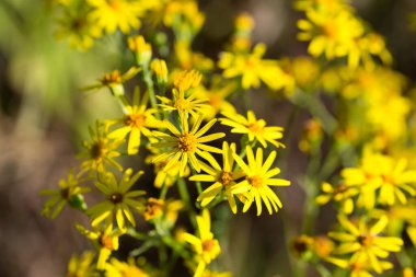 Yaygın ragwort otlağı çiçekleri yakın plan