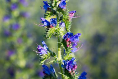 Viper 'ın böcek ilacı, mavi çayır çiçeği