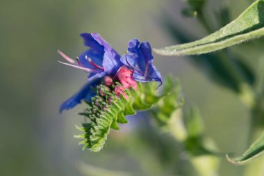 Viper 'ın böcek ilacı, mavi çayır çiçeği