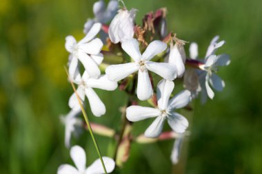Yaygın sabun otu, yaz çayırı çiçekleri. 