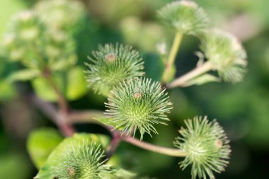 daha büyük dulavrat çiçekleri yakın seçici odak 