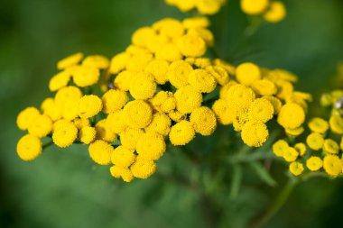 Tansy, Tanasetum vulgare, sarı yaz çiçekleri yakın çekim seçici odak
