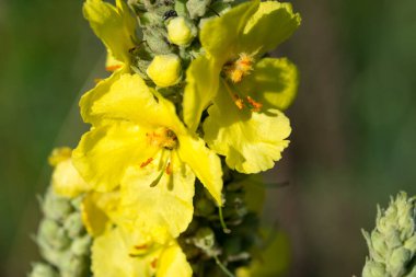 Sık görülen mullein çiçekleri seçici odak noktalarını kapatır 