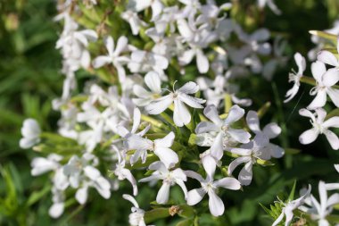 Yaygın sabun otu, çiçekler kapalı seçici odak 