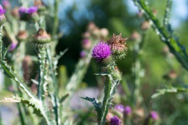 Pamuk devedikeni çiçekleri seçici odağı kapatır 