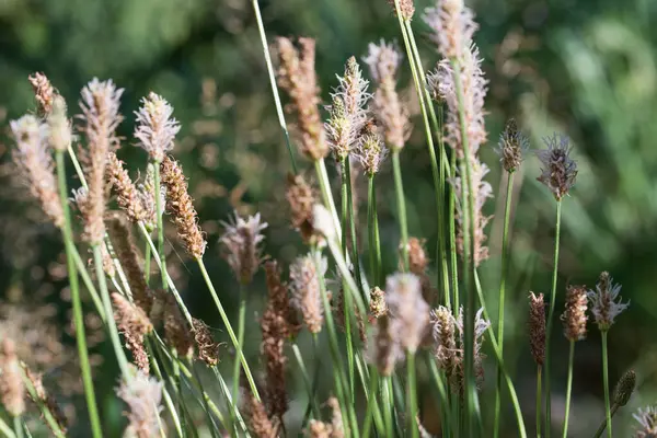 ribwort muz çiçekleri yakın plan seçici odak