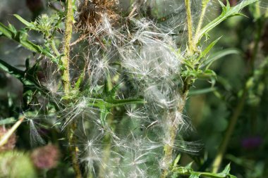 Mızrak kabarık yaz çiçekleri seçici odaklanma sağlar.