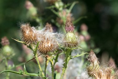 Mızrak kabarık yaz çiçekleri seçici odaklanma sağlar.