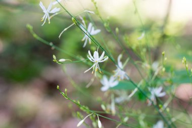St. Bernard zambağı dallı, çiçekler seçici odaklı.