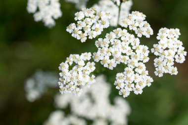 Yaygın yarrow çiçekleri seçici odak noktasını kapat