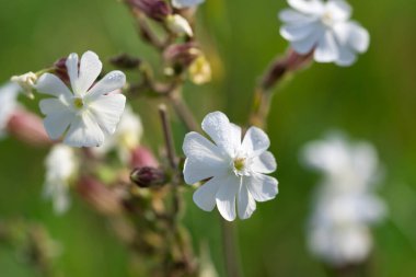 beyaz campion çiçekleri yakın plan seçici odak 