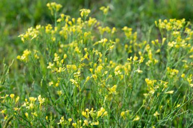 Uzun ömürlü duvar-roket çiçekleri seçici odak noktalarını kapatır 