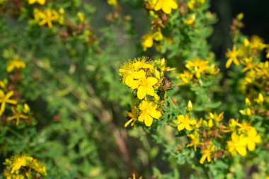 Hypericum perforatum, St. John 's Wort yaz sarı çiçekleri yakın çekim seçici odak