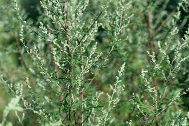 Yaygın mugwort çiçekleri seçici odak noktalarını kapatır 