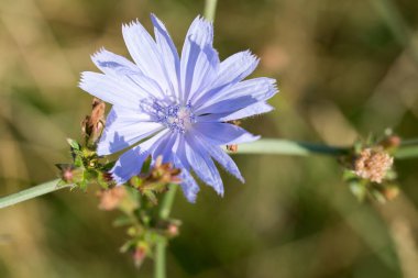 Yaygın hindiba çiçekleri seçici odağı kapatır 