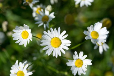 Vahşi papatya çiçekleri seçici odak noktalarını kapatır 