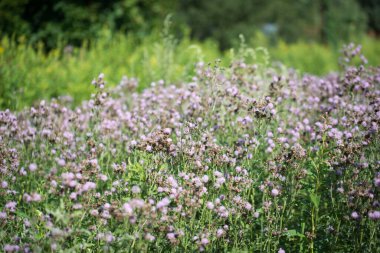 Sürünen devedikeni, çayırdaki mor çiçekler 