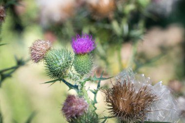 Mızrak devedikeni yaz çiçekleri Seçici odaklanma