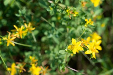 Hypericum perforatum, St. John 's Wort yaz sarı çiçekleri yakın çekim seçici odak