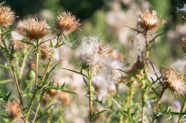 Mızrak kabarık yaz çiçekleri seçici odaklanma sağlar.