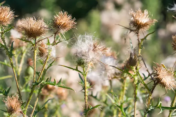 Mızrak kabarık yaz çiçekleri seçici odaklanma sağlar.