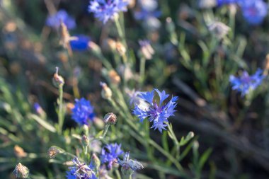 Çiçek, mavi çayır çiçekleri yakın plan 