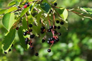 Yabani siyah kiraz, böğürtlenler kapalı seçici odak
