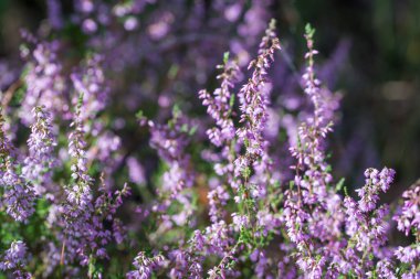 Yaygın yaz çiçekleri yakın plan