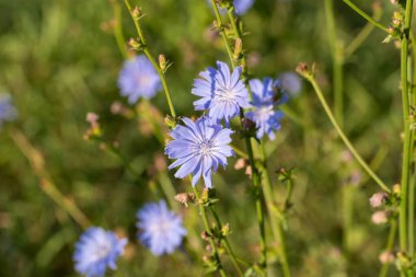 Yaygın mavi çiçekler seçici odak noktalarını kapatır