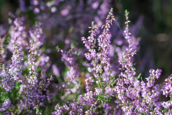 Yaygın yaz çiçekleri yakın plan
