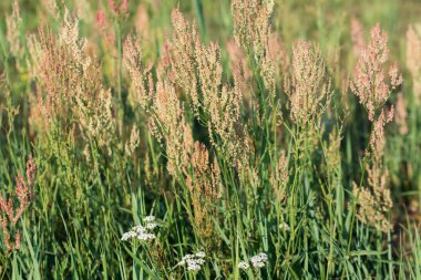 Rumex, sorrel, rıhtım çiçekleri yakın çekim seçici odak